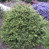 Picea abies 'Acrocona Anna' - Eль обыкновенная - Picea abies 'Acrocona Anna'