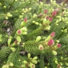 Picea abies 'Acrocona Anna' - Eль обыкновенная - Picea abies 'Acrocona Anna'