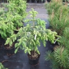 Picea omorika 'Pendula' - świerk serbski - Picea omorika 'Pendula'