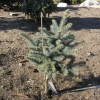 Picea pungens 'Blue Trinket' - Eль колючая - Picea pungens 'Blue Trinket'