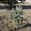 Picea pungens 'Blue Trinket' - świerk kłujący - Picea pungens 'Blue Trinket'