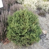 Picea abies 'Hystrix' - Ель обыкновенная - Picea abies 'Hystrix'