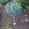 Picea sitchensis 'Tenas' - Sitka-Fichte - Picea sitchensis 'Tenas'