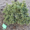 Picea omorika 'Wodan' - Ель сербская - Picea omorika 'Wodan'