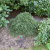 Picea abies 'Formanek' - Norway spruce - Picea abies 'Formanek'