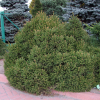Picea abies 'Pygmaea' - Dwarf Norway Spruce - Picea abies 'Pygmaea'