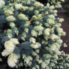 Picea pungens 'Białobok' - Eль колючая - Picea pungens 'Białobok'