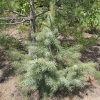 Picea breweriana - Ель Бревера - Picea breweriana