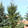 Picea abies 'Finedonensis' - Norway spruce - Picea abies 'Finedonensis'