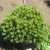 Pinus mugo 'Benjamin' - Bergkiefer - Pinus mugo 'Benjamin'