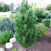 Pinus nigra var. caramanica syn. Pinus nigra subsp. pallasiana - Cосна черная - Pinus nigra var. caramanica syn. Pinus nigra subsp. pallasiana