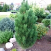 Pinus nigra var. caramanica syn. Pinus nigra subsp. pallasiana - sosna czarna - Pinus nigra var. caramanica syn. Pinus nigra subsp. pallasiana