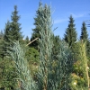 Pinus sylvestris 'Issanti' - sosna zwyczajna - Pinus sylvestris 'Issanti'