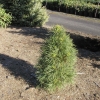 Pinus sylvestris 'Globosa Viridis' - Waldkiefer - Pinus sylvestris 'Globosa Viridis'