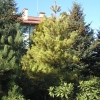 Pinus densiflora 'Aurea' - sosna gęstokwiatowa - Pinus densiflora 'Aurea'