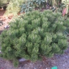 Pinus mugo 'Lilliput' - сосна горная - Pinus mugo 'Lilliput'