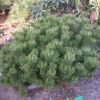 Pinus mugo 'Lilliput' - Bergkiefer - Pinus mugo 'Lilliput'