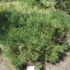 Pinus mugo 'Winter Gold' - kosodrzewina - Pinus mugo 'Winter Gold'