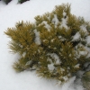 Pinus mugo 'Winter Gold' - Bergkiefer - Pinus mugo 'Winter Gold'