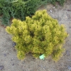 Pinus mugo 'Winter Gold' - сосна горная - Pinus mugo 'Winter Gold'