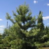 Pinus sylvestris 'Aurea' - sosna zwyczajna - Pinus sylvestris 'Aurea'