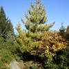 Pinus sylvestris 'Aurea' - sosna zwyczajna - Pinus sylvestris 'Aurea'