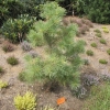 Pinus sylvestris 'Aurea' - сосна обыкновенная - Pinus sylvestris 'Aurea'