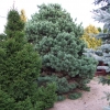 Pinus sylvestris 'Watereri' - Scotch's Pine - Pinus sylvestris 'Watereri'