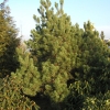 Pinus sylvestris 'Watereri' - Scotch's Pine - Pinus sylvestris 'Watereri'