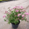 Spiraea japonica 'Little Princess' -  Japanischer Spierstrauch ; Zwergspiere  ;Rosa Zwergspiere - Spiraea japonica 'Little Princess'