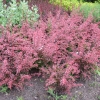 Berberis thunbergii 'Pink Perfection' - Berberys Thunberga - Berberis thunbergii 'Pink Perfection'