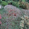Cotoneaster dammeri 'Major'- irga Dammera - Cotoneaster dammeri 'Major'