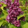 Syringa vulgaris 'Katherine Havemeyer' - Lilac ; common lilac - Syringa vulgaris 'Katherine Havemeyer'