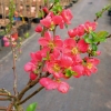 Chaenomeles xsuperba 'Orange Trail' - Japanese quince - Chaenomeles xsuperba 'Orange Trail'