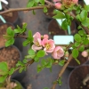 Chaenomeles x superba 'Pink Lady'- Zierquitten - Chaenomeles x superba 'Pink Lady'