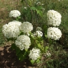 Hydrangea arborescens 'Annabelle' - Smooth Hydrangea - Hydrangea arborescens 'Annabelle'