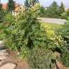 Koelreuteria paniculata - roztrzeplin wiechowaty ; mydleniec wiechowaty - Koelreuteria paniculata
