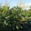 Koelreuteria paniculata - roztrzeplin wiechowaty ; mydleniec wiechowaty - Koelreuteria paniculata
