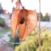 Koelreuteria paniculata - roztrzeplin wiechowaty ; mydleniec wiechowaty - Koelreuteria paniculata
