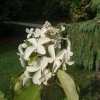 Hydrangea paniculata 'Levana' PBR - Rispenhortensie - Hydrangea paniculata  'Levana'