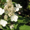 Hydrangea paniculata 'Levana' PBR - hortensja bukietowa - Hydrangea paniculata  'Levana'