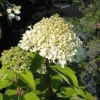 Hydrangea paniculata 'Limelight' PBR - Rispenhortensie - Hydrangea paniculata 'Limelight' PBR