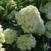 Hydrangea paniculata 'Limelight' PBR - hortensja bukietowa - Hydrangea paniculata 'Limelight' PBR