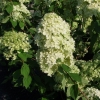 Hydrangea paniculata 'Limelight' PBR - hortensja bukietowa - Hydrangea paniculata 'Limelight' PBR