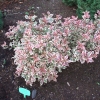 Weigela florida 'Monet' PBR- Zwerg Weigelie - Weigela florida 'Monet'