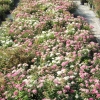 Spiraea japonica 'Genpei'- Спирея японская - Spiraea japonica 'Genpei'