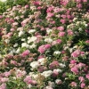 Spiraea japonica 'Genpei'- Спирея японская - Spiraea japonica 'Genpei'