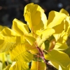 Cotinus coggygria 'Golden Spirit' PBR- perukowiec podolski - Cotinus coggygria 'Golden Spirit'