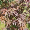 Acer palmatum 'Trompenburg' - Japanese maple - Acer palmatum 'Trompenburg'