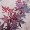 Acer palmatum 'Atropurpureum' - Fächer-Ahorn - Acer palmatum 'Atropurpureum'